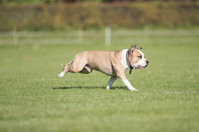 Bo4I8082 30267182280 O