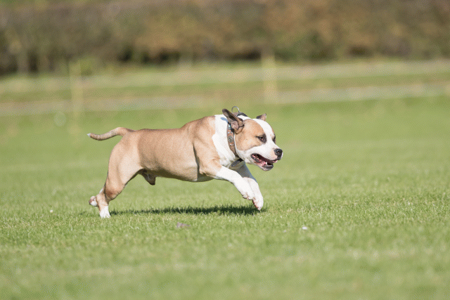 Bo4I8080 30267182500 O