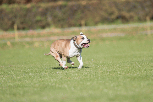 Bo4I8078 30267183230 O