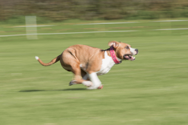 Bo4I8068 30267184140 O