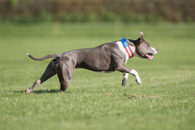 Bo4I8057 30267184520 O