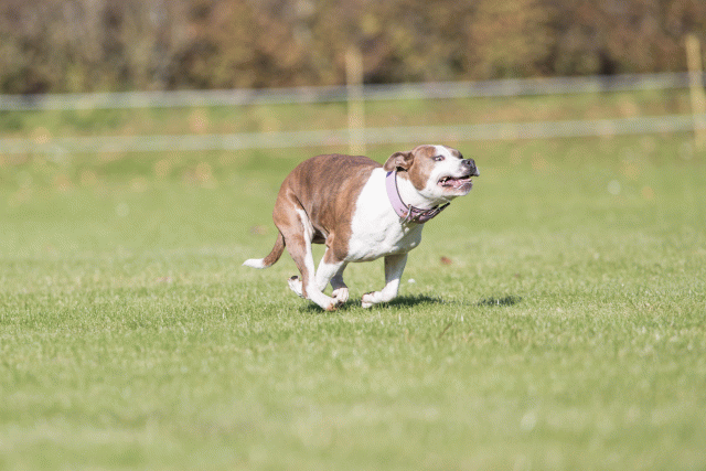 Bo4I8032 30267186340 O