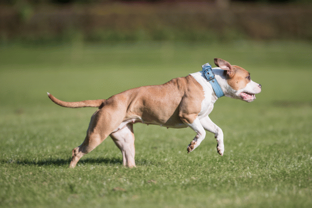 Bo4I8023 30267186870 O