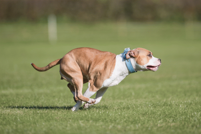 Bo4I8021 30267187240 O