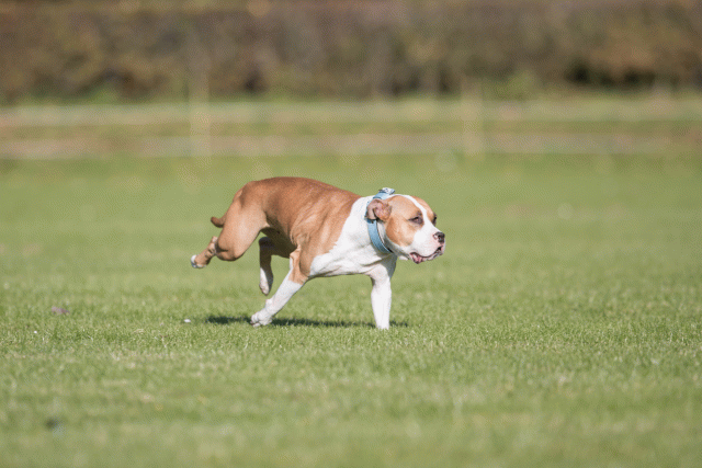 Bo4I8016 30267187490 O