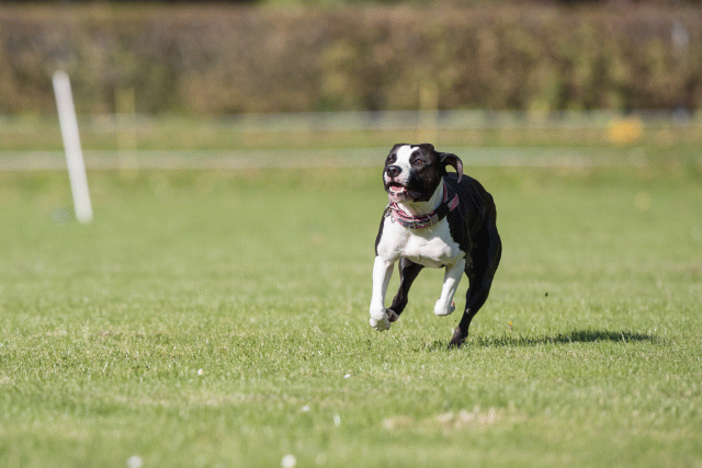 Bo4I8005 30267188390 O