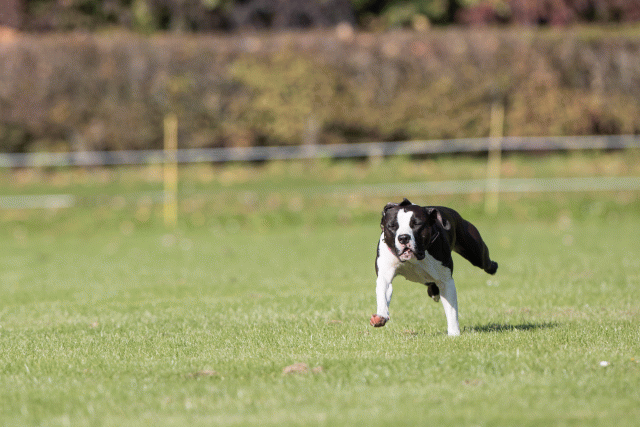 Bo4I8001 30267189040 O