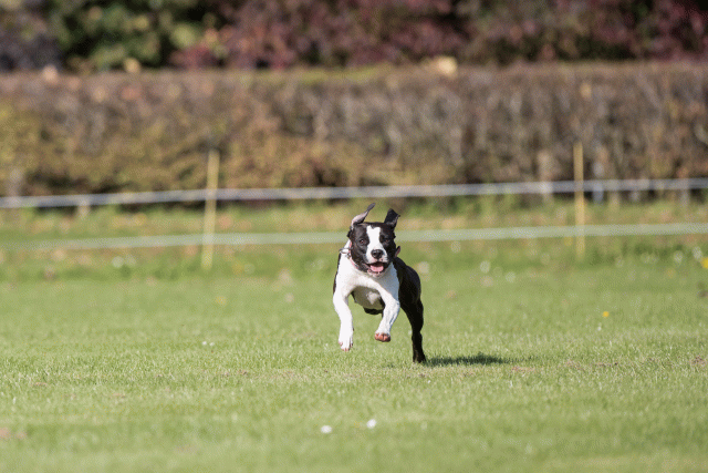 Bo4I7999 30267189350 O