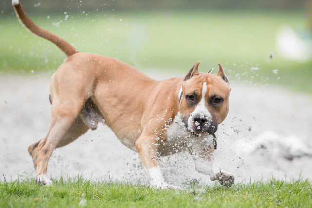 Bo4I7930 30267198780 O