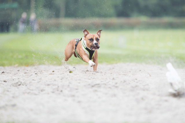 Bo4I7901 30267203700 O