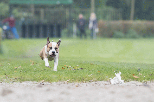 Bo4I7822 30267219040 O