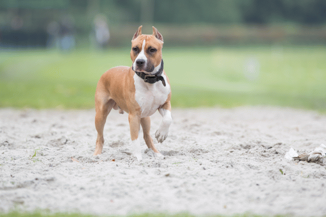 Bo4I7809 30267223110 O