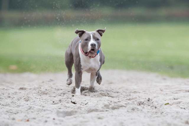 Bo4I7759 30267236960 O