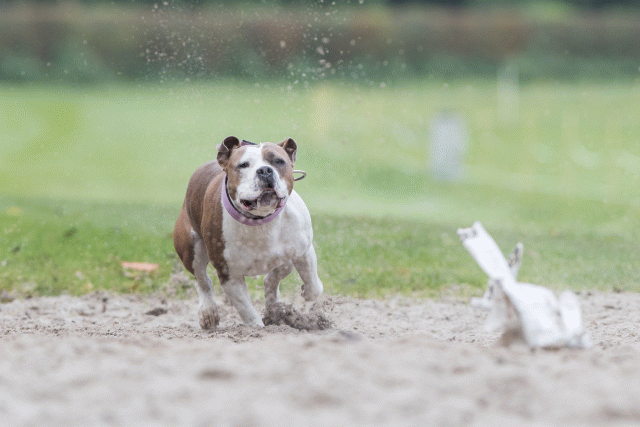 Bo4I7748 30267238290 O