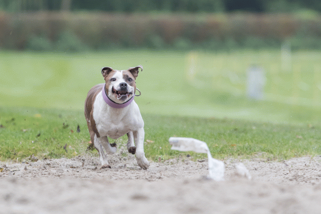 Bo4I7747 30267238680 O