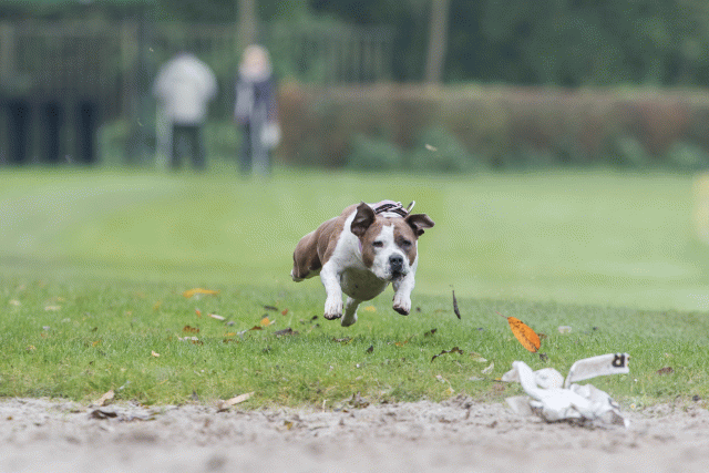 Bo4I7745 30267240420 O