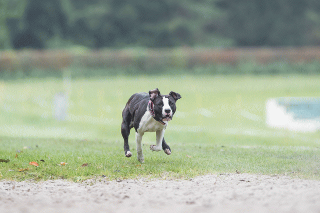 Bo4I7726 30267245970 O