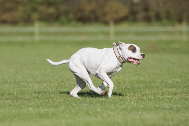 Bo4I8249 30449397182 O