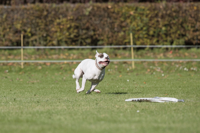 Bo4I8242 30449399422 O