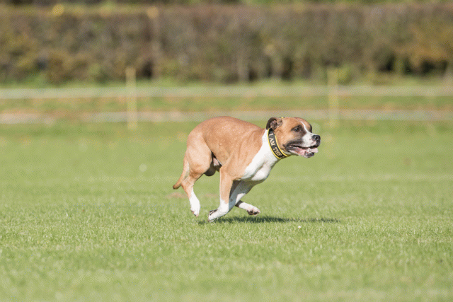 Bo4I8233 30449404342 O