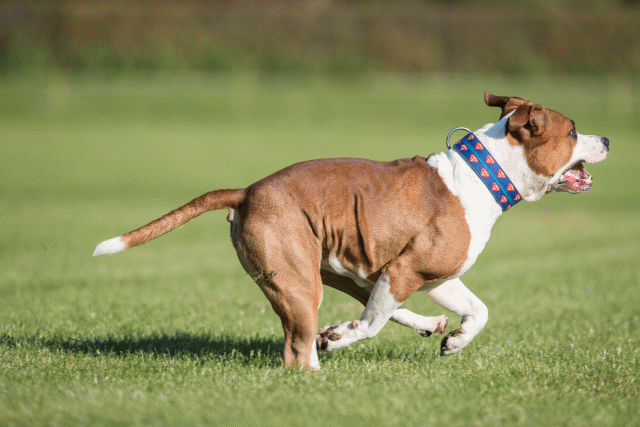 Bo4I8231 30449404642 O