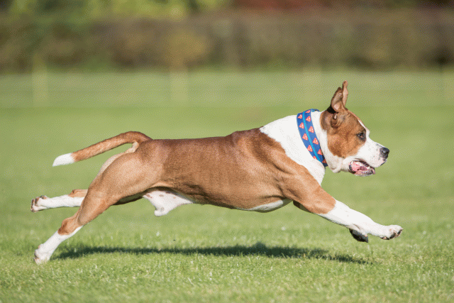 Bo4I8228 30449405652 O