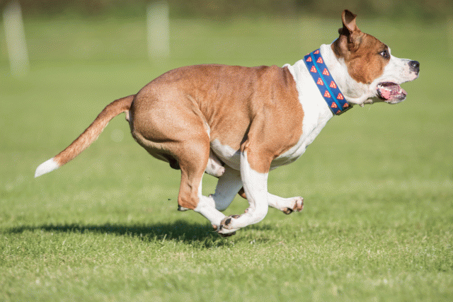 Bo4I8229 30449405852 O