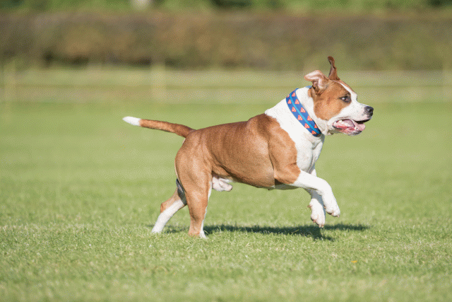 Bo4I8226 30449406882 O