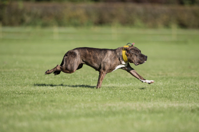 Bo4I8214 30449410272 O