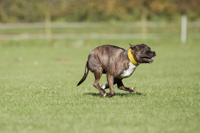 Bo4I8210 30449410962 O