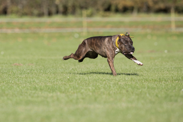 Bo4I8208 30449411472 O