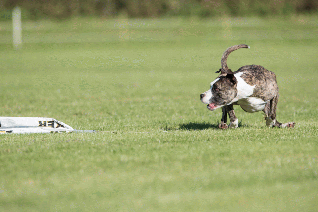 Bo4I8182 30449418082 O