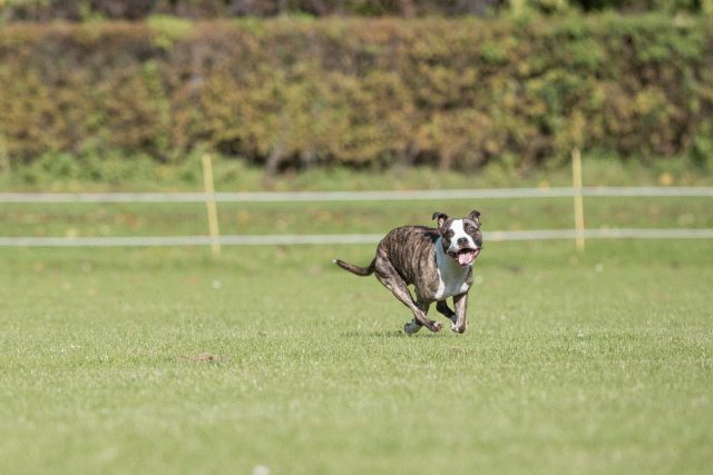 Bo4I8174 30449419762 O