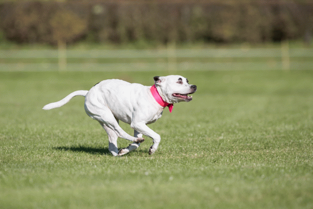 Bo4I8159 30449421012 O