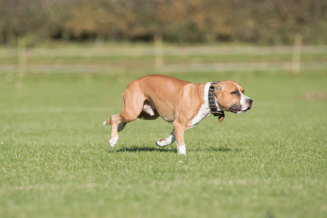 Bo4I8126 30449424872 O