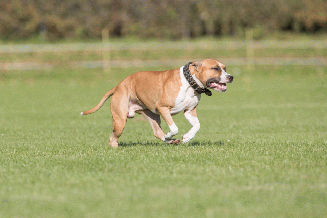 Bo4I8125 30449425212 O