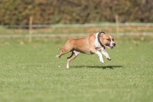 Bo4I8122 30449425442 O