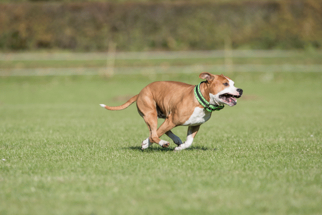 Bo4I8096 30449429702 O