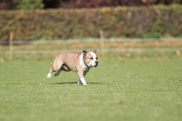 Bo4I8076 30449434192 O