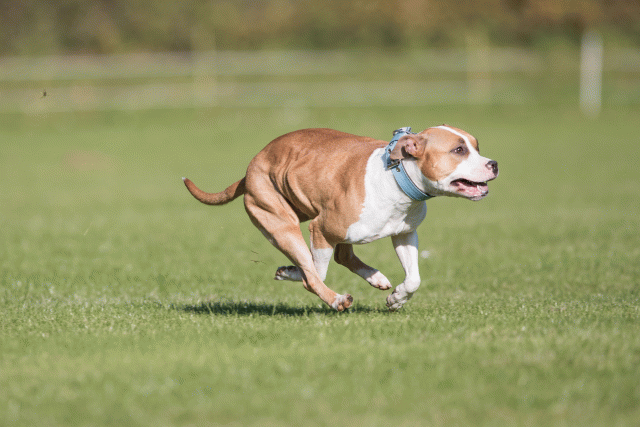 Bo4I8018 30449441152 O