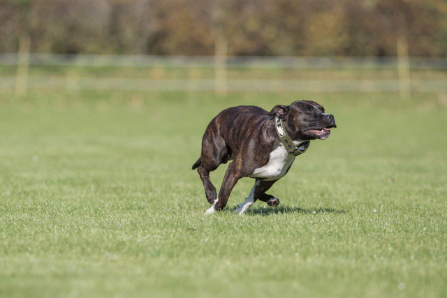 Bo4I7954 30449451912 O