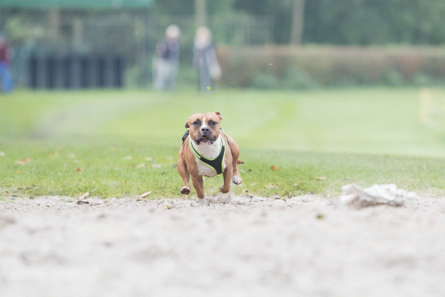 Bo4I7897 30449455942 O