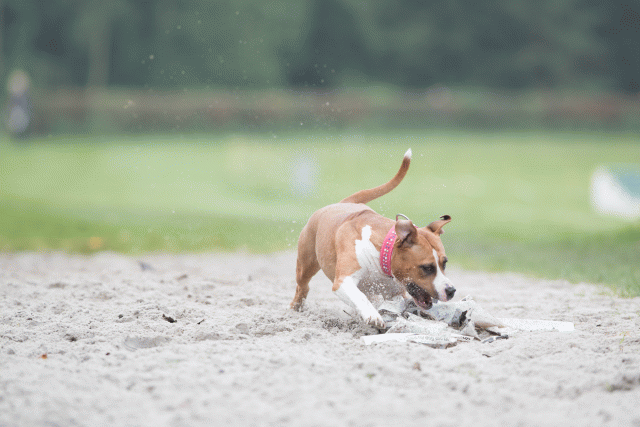 Bo4I7783 30449460532 O