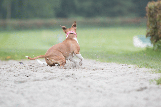 Bo4I7773 30449460662 O