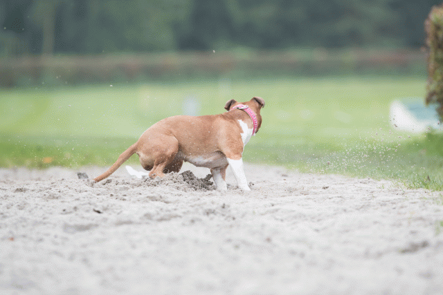 Bo4I7772 30449460862 O