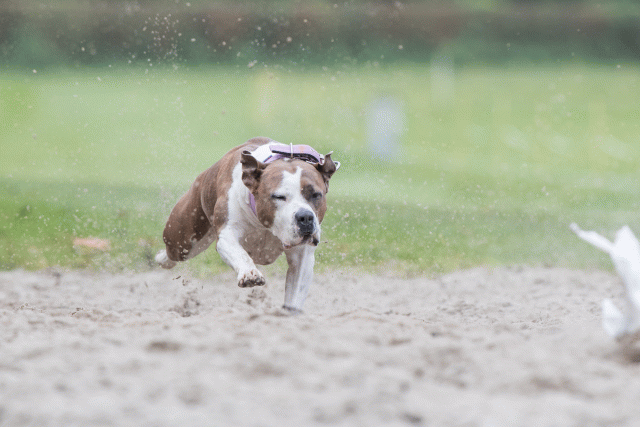 Bo4I7749 30449461412 O