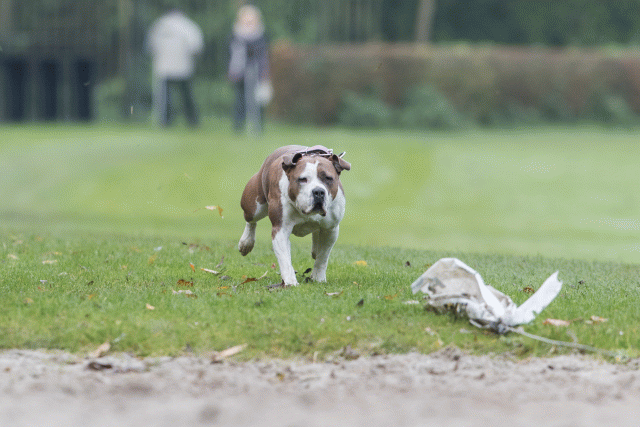 Bo4I7744 30449461702 O