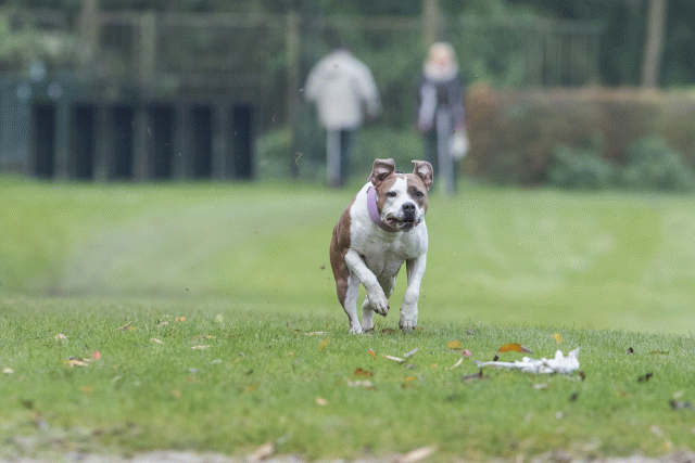 Bo4I7742 30449461882 O