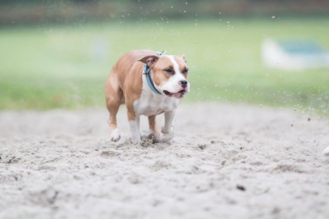 Bo4I7737 30449462002 O