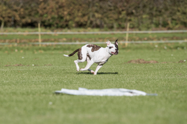 Bo4I8193 30478298561 O